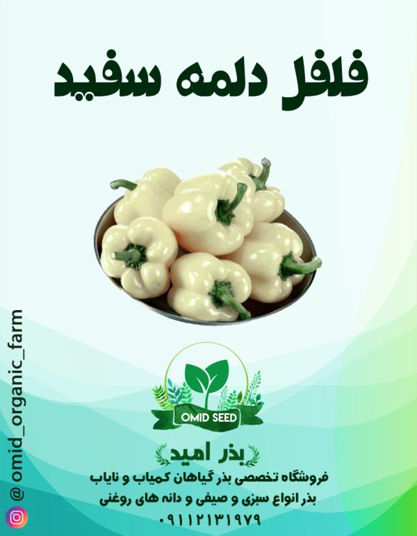 بذر فلفل دلمه سفید - تصویر 1