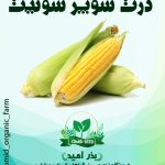 بذر ذرت مکزیکی سوپر سوئیت رویال