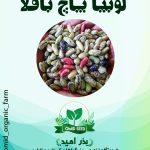 بذر پاچ باقلا ( باقلا رشتی )