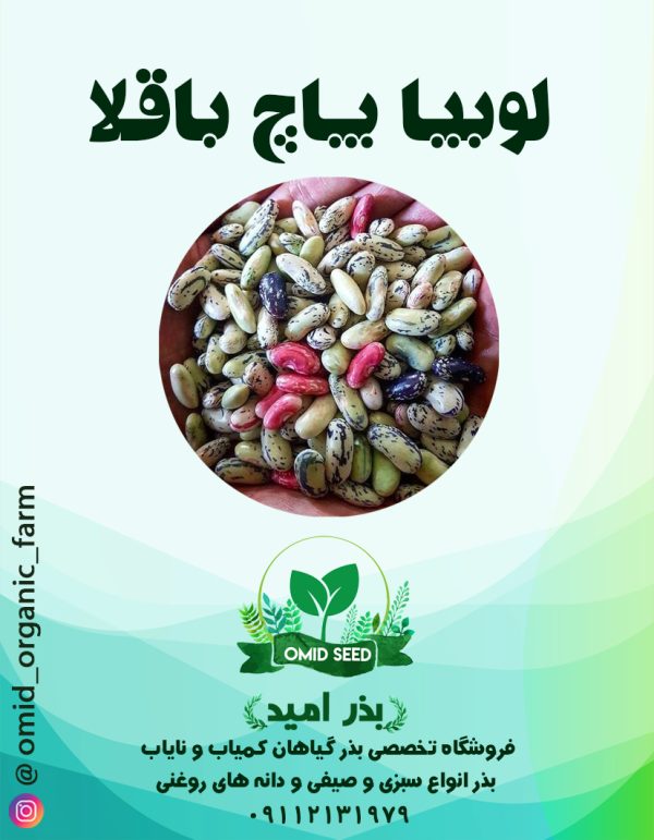 بذر پاچ باقلا ( باقلا رشتی ) - تصویر 1