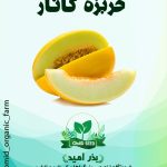 بذر خربزه کناری