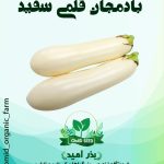 بذر بادمجان قلمی سفید