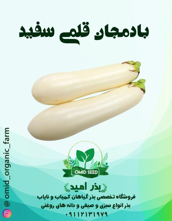 بذر بادمجان قلمی سفید - تصویر 1