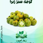 بذر گوجه سبز زبرا