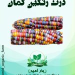 بذر ذرت رنگین کمان