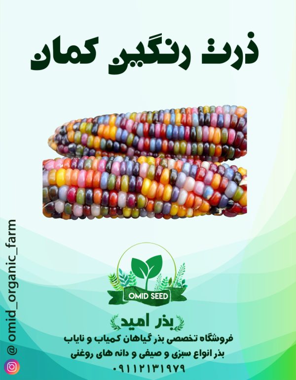 بذر ذرت رنگین کمان - تصویر 1