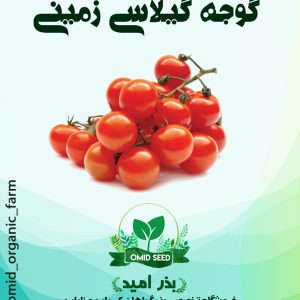 بذر گوجه گیلاسی ایرانی GP
