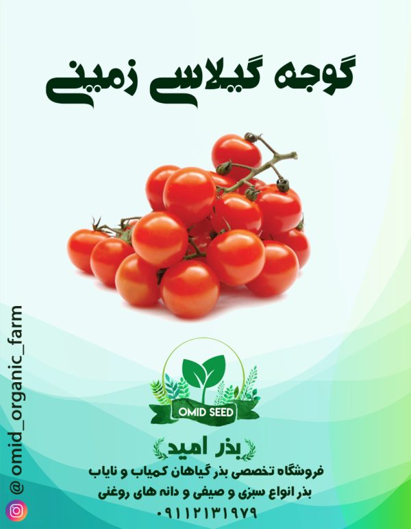 بذر گوجه گیلاسی ایرانی GP - تصویر 1
