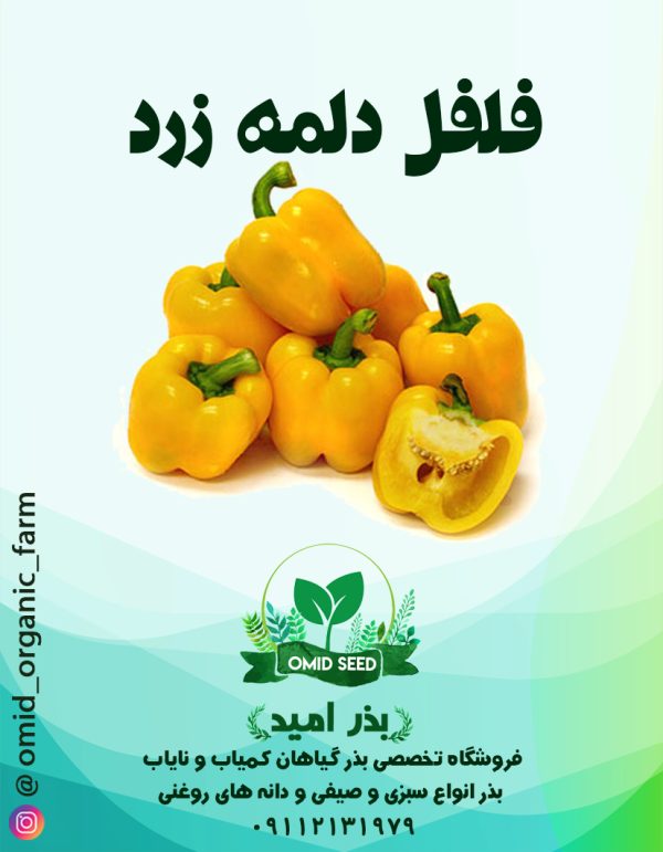 بذر فلفل دلمه زرد استاندارد - تصویر 1