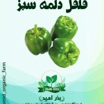 بذر فلفل دلمه سبز کالیفرنیا استاندارد