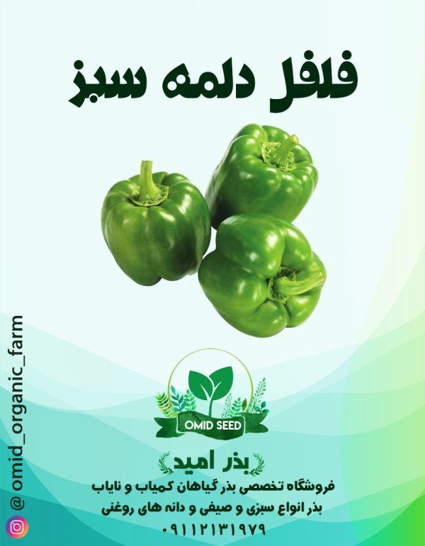 بذر فلفل دلمه سبز کالیفرنیا استاندارد - تصویر 1