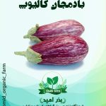 بذر بادمجان زبرا کالیوپ