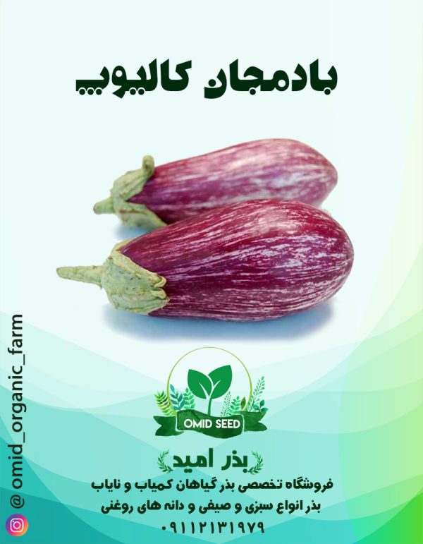 بذر بادمجان زبرا کالیوپ - تصویر 1