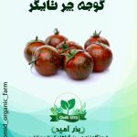 بذر گوجه چری تایگر