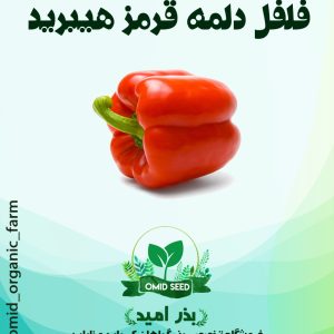بذر فلفل دلمه قرمز هیبرید