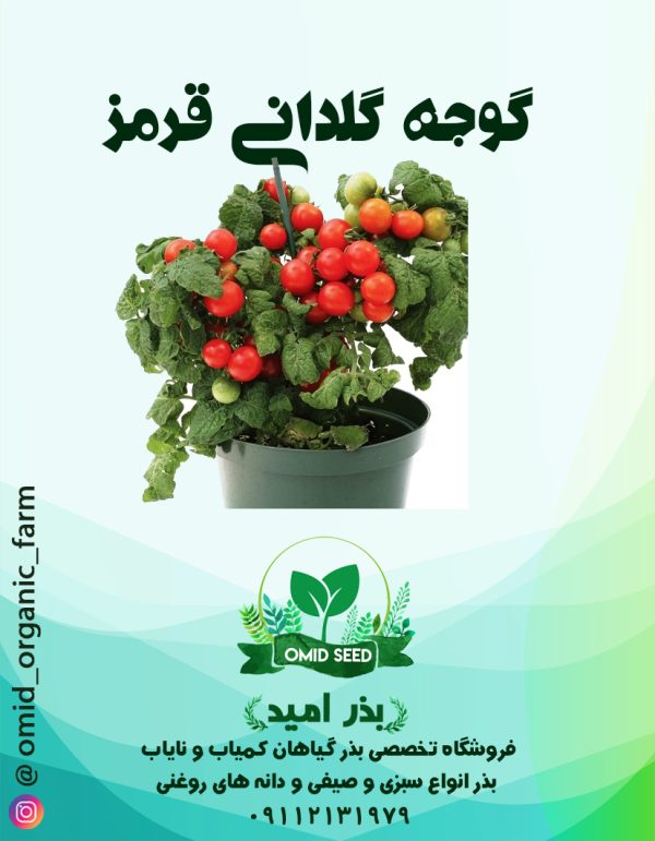 بذر گوجه گلدانی قرمز - تصویر 1