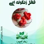 بذر فلفل زنگوله ایی
