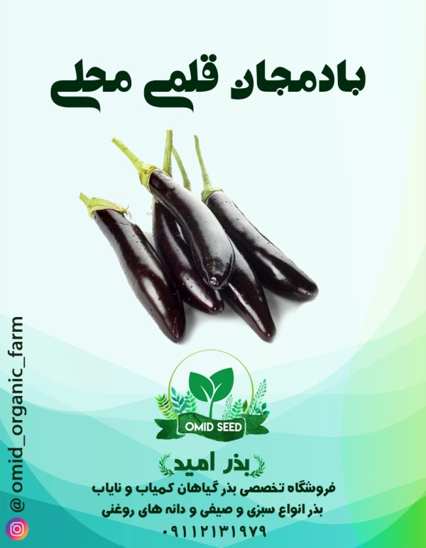 بذر بادمجان قلمی محلی - تصویر 1