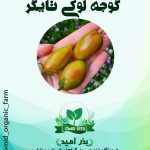 بذر گوجه لوکی تایگر