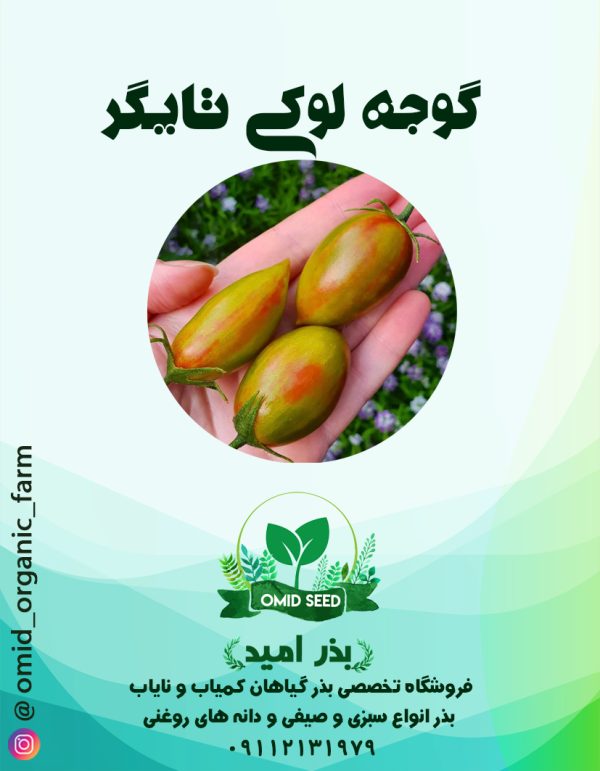 بذر گوجه لوکی تایگر - تصویر 1