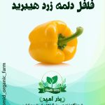 بذر فلفل دلمه زرد هیبرید