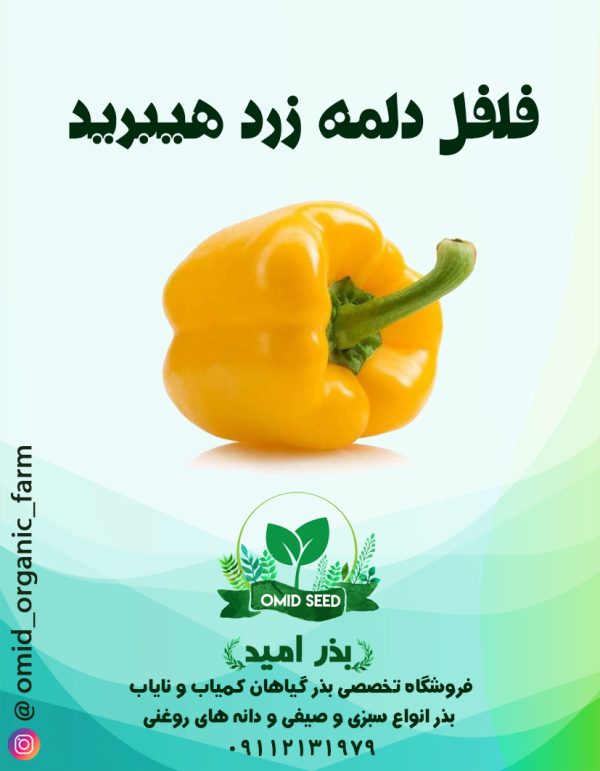 بذر فلفل دلمه زرد هیبرید - تصویر 1