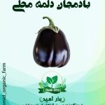 بذر بادمجان دلمه محلی