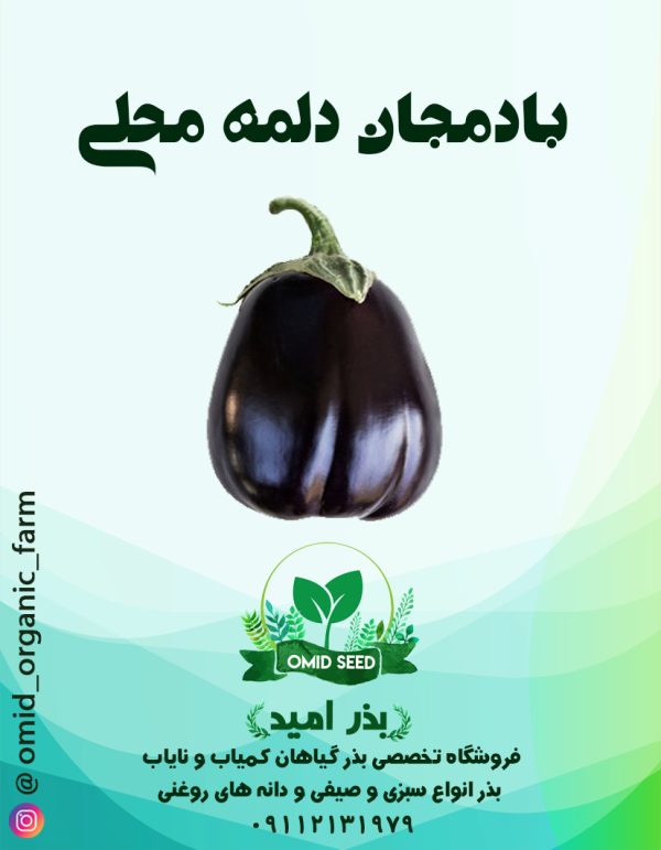 بذر بادمجان دلمه محلی - تصویر 1