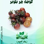 بذر گوجه چری بلوبری