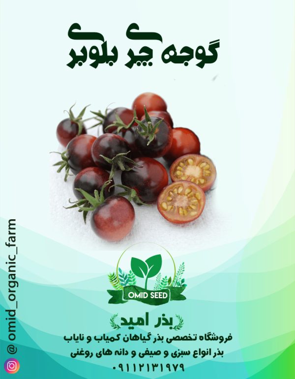بذر گوجه چری بلوبری - تصویر 1