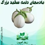 بذر بادمجان دلمه سفید ( درشت )