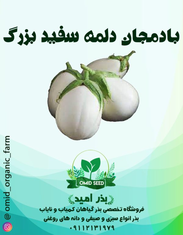 بذر بادمجان دلمه سفید ( درشت ) - تصویر 1