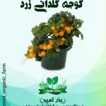 بذر گوجه چری گلدانی زرد