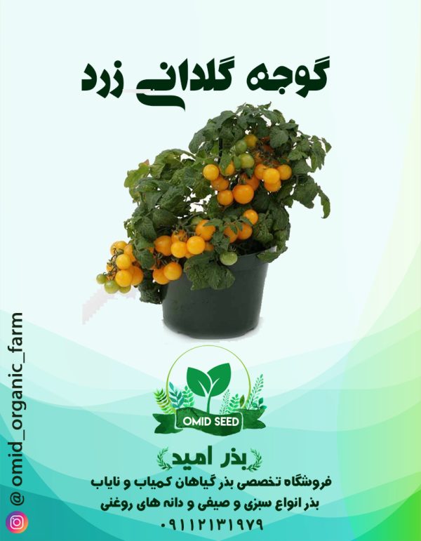 بذر گوجه چری گلدانی زرد - تصویر 1
