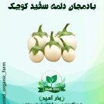 بذر بادمجان دلمه سفید ( کوچک)