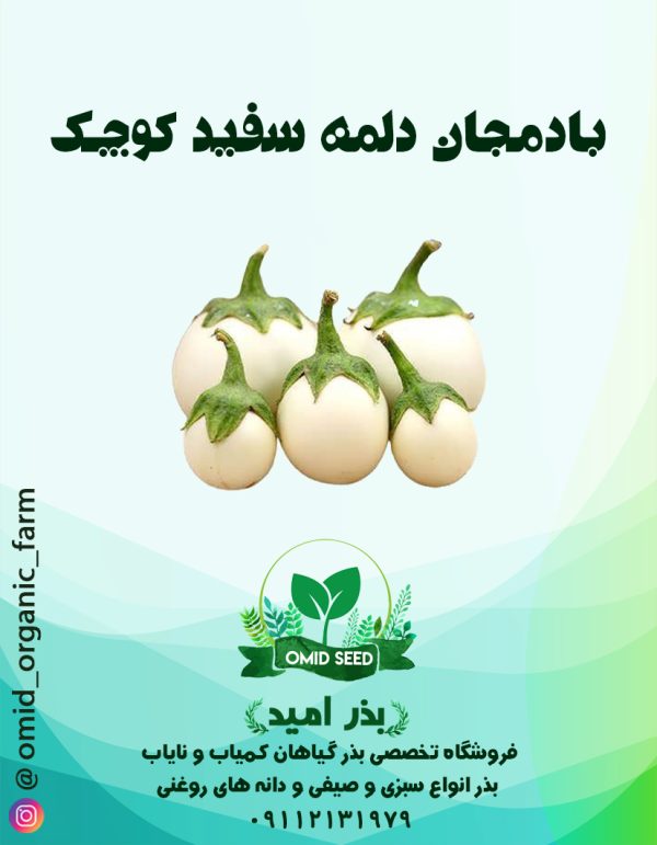 بذر بادمجان دلمه سفید ( کوچک) - تصویر 1