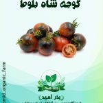 بذر گوجه شاه بلوط