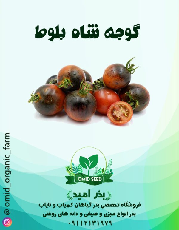 بذر گوجه شاه بلوط - تصویر 1