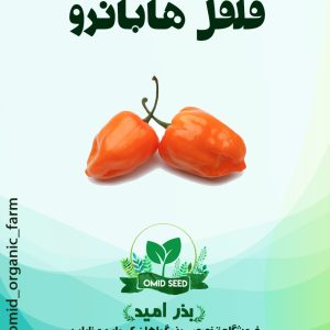 بذر فلفل هابانرو نارنجی