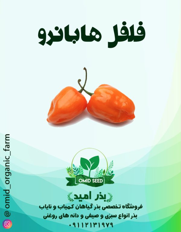 بذر فلفل هابانرو نارنجی - تصویر 1