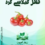 بذر فلفل گیلاسی گرد