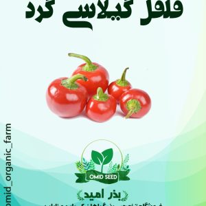 بذر فلفل گیلاسی گرد