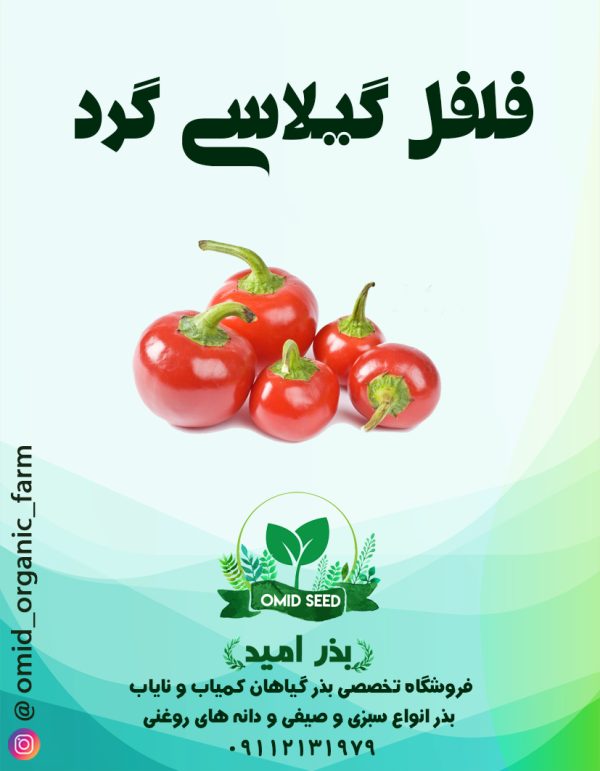 بذر فلفل گیلاسی گرد - تصویر 1