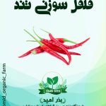 بذر فلفل سوزنی تند