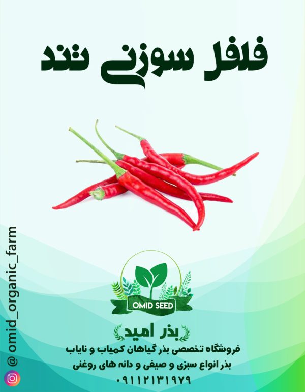 بذر فلفل سوزنی تند - تصویر 1