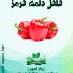 بذر فلفل دلمه قرمز استاندارد