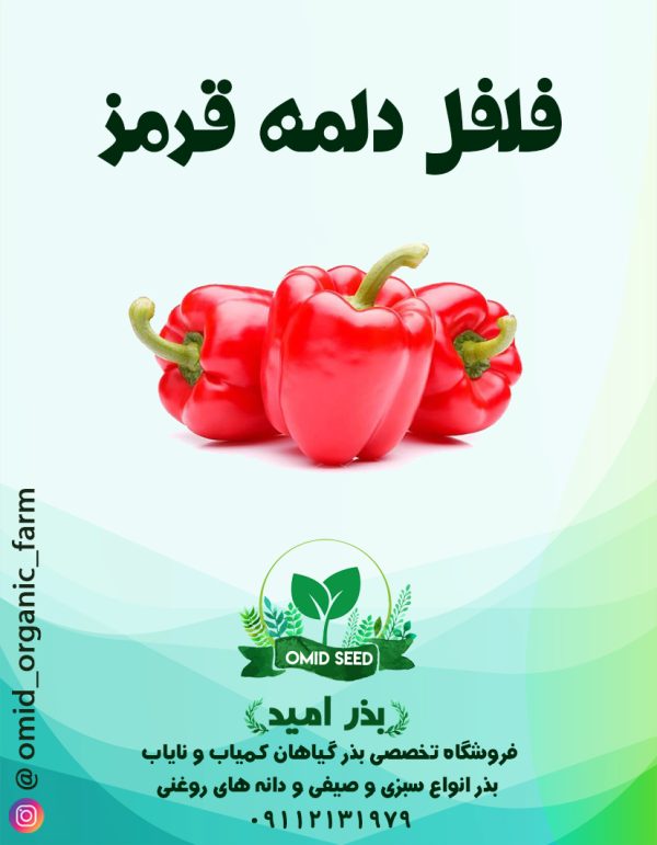 بذر فلفل دلمه قرمز استاندارد - تصویر 1