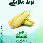 بذر ذرت مکزیکی سوئیت ریچموند