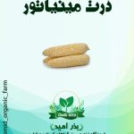 بذر ذرت مینیاتوری ( بیبی کورن )