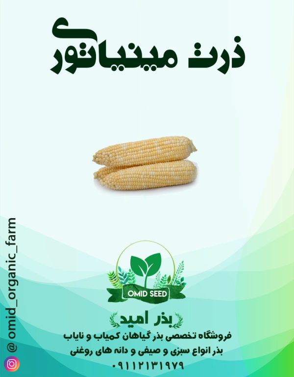 بذر ذرت مینیاتوری ( بیبی کورن ) - تصویر 1